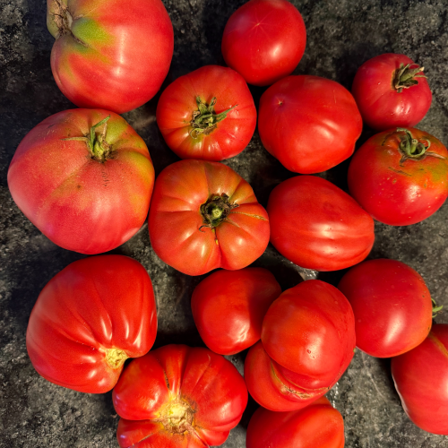 tomate